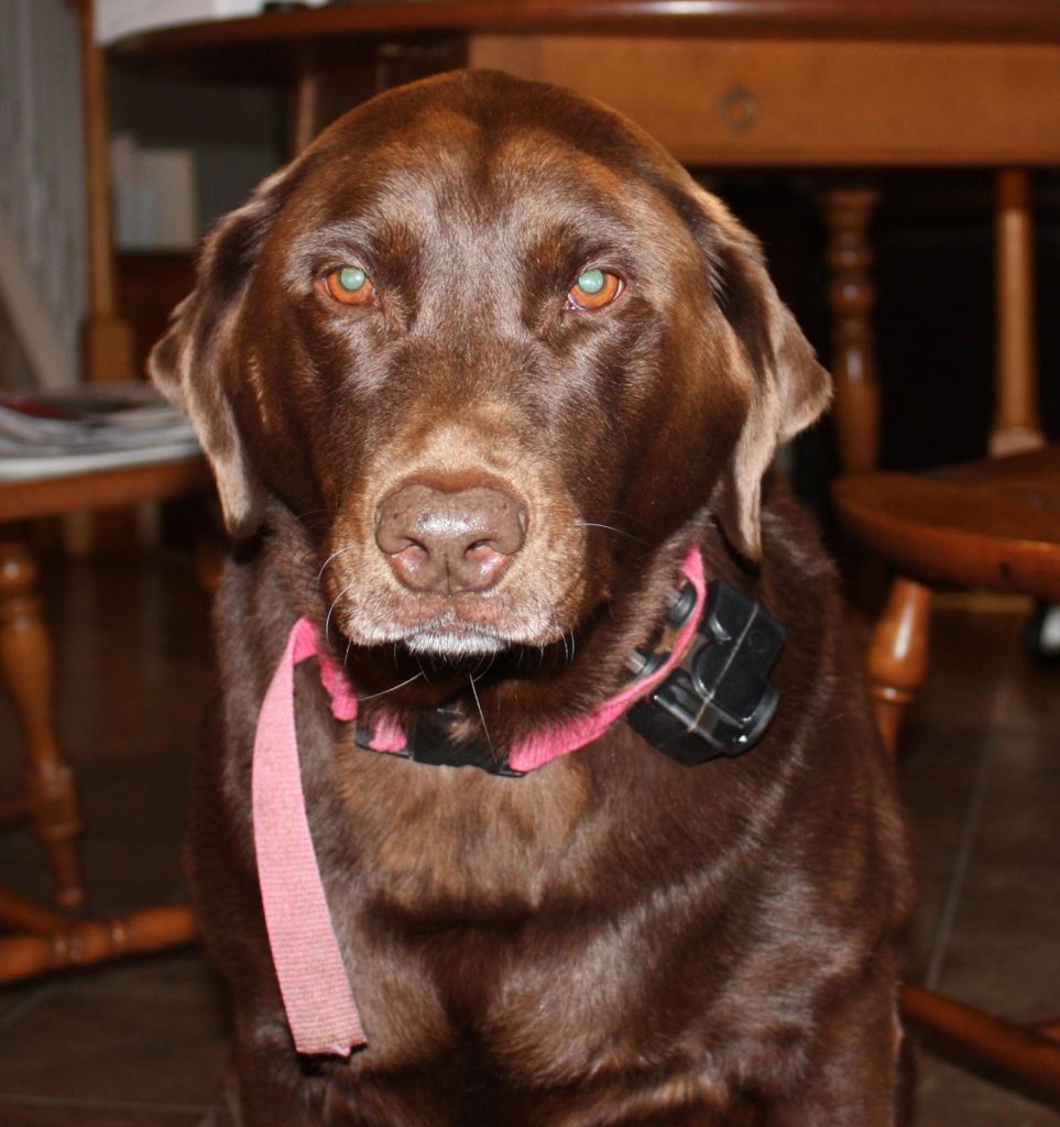 Labrador Retriever Eye Health