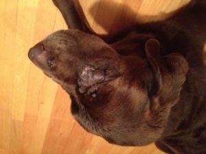Labrador retriever eye infection