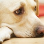 Labrador retriever eye problems