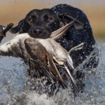 Labrador retriever hunting training tips