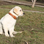 Labrador retriever obedience training tips