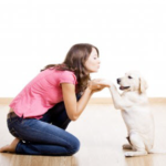 Labrador retriever puppies training tips