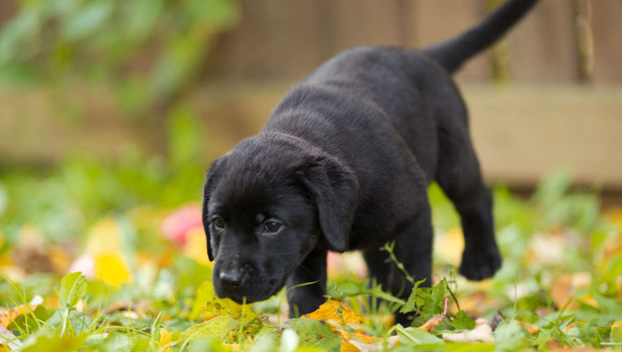 Labrador retriever puppy potty training