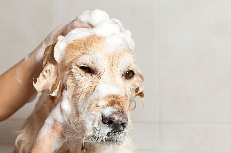 Labrador retriever shampoo