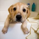 Labrador retriever skin care