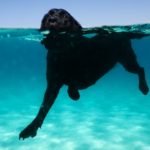 Labrador retriever swimmers tail