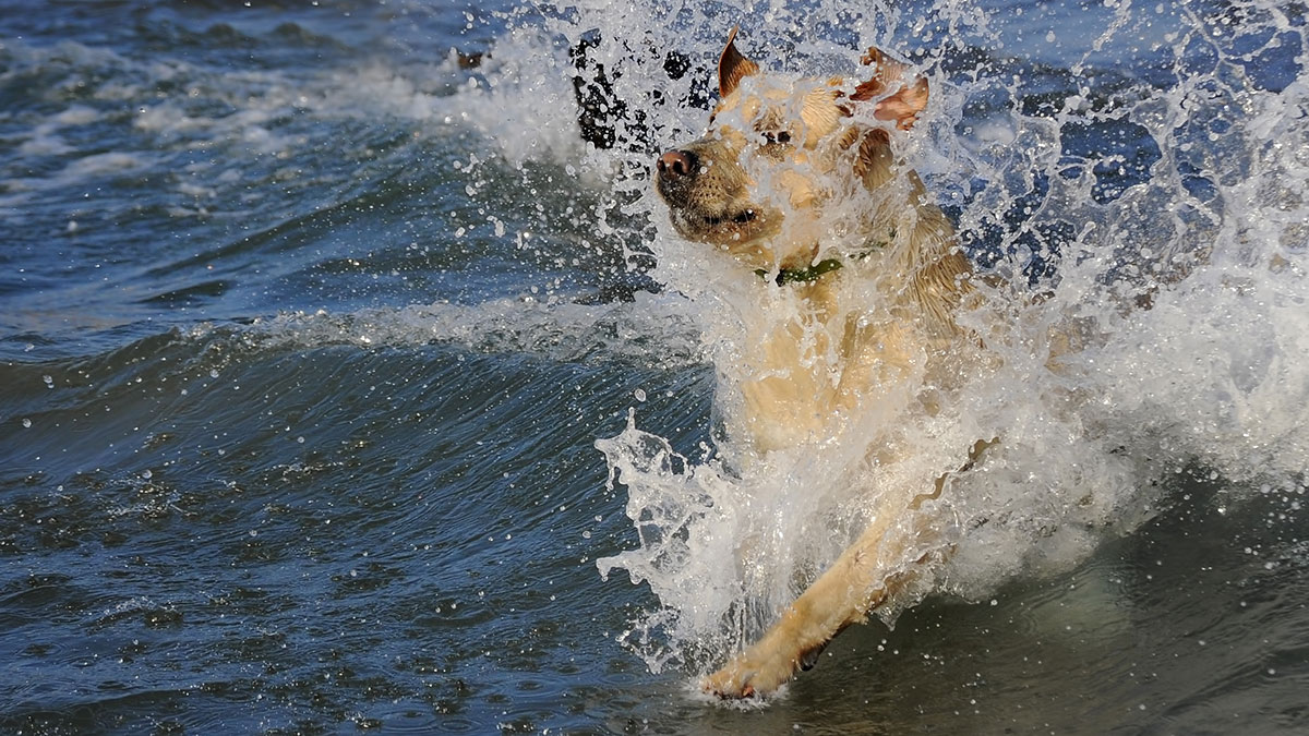 Labrador retriever swimming cold water