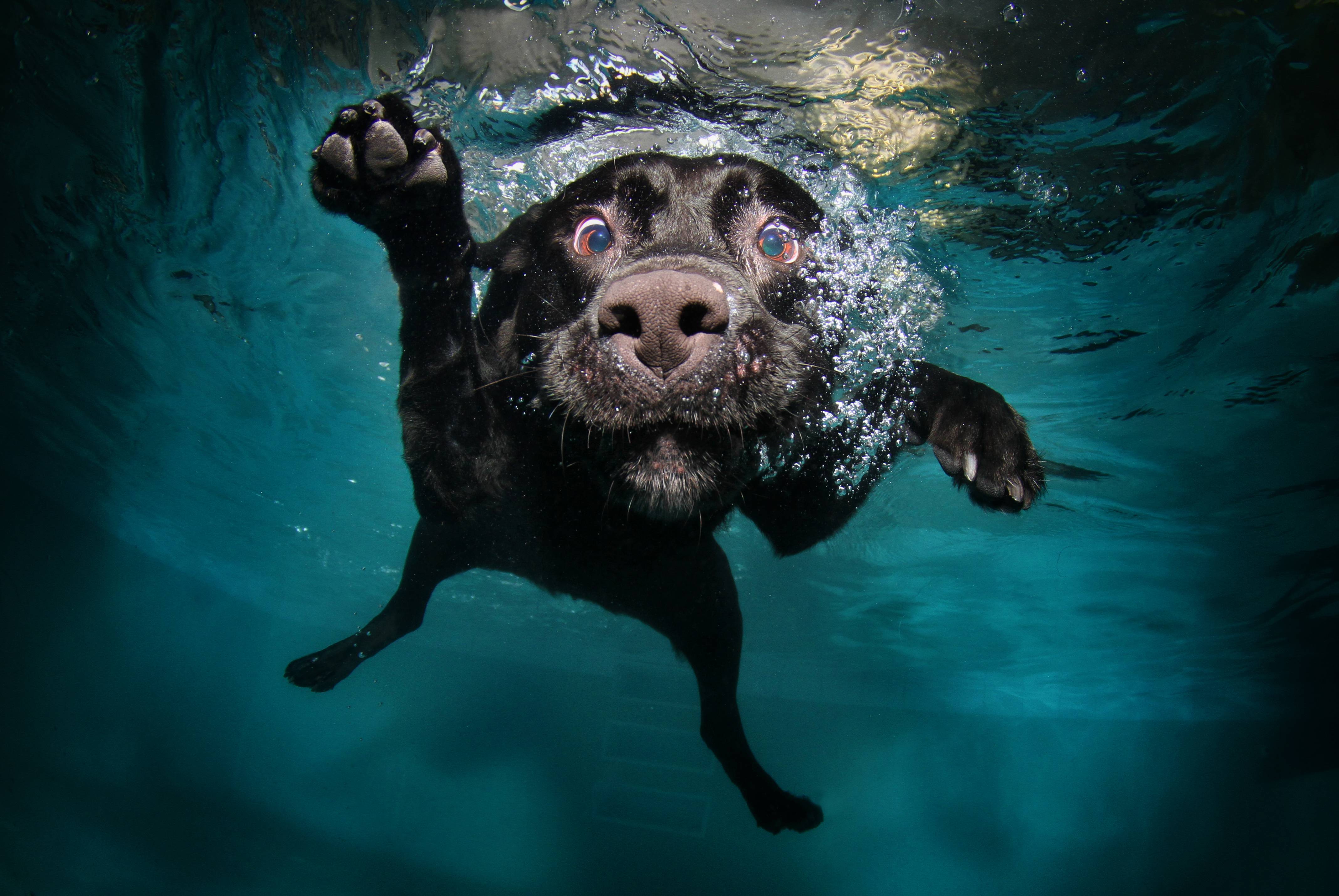 Labrador retriever swimming underwater