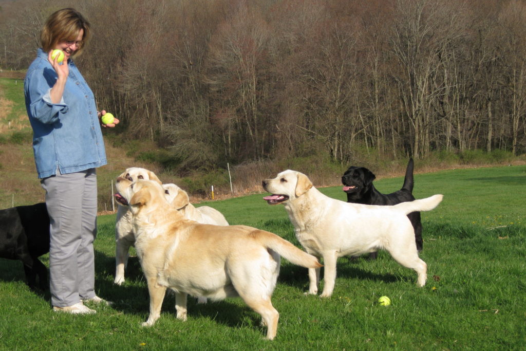 How To Train A Labrador Retriever Popular Commands And Training Tricks