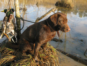 Labrador retriever training tips for hunting