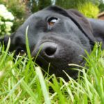 Labrador retriever with dry skin