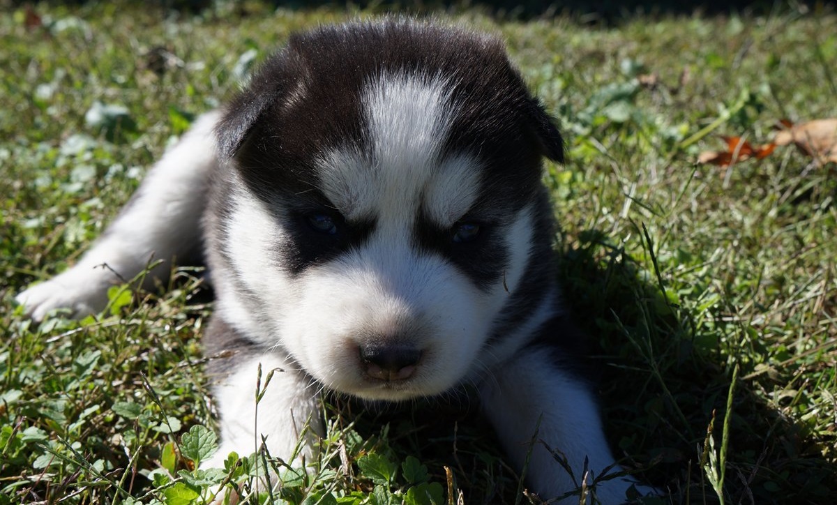 3 week old siberian Husky puppies for sale