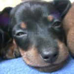 6 week old Dachshund puppy care