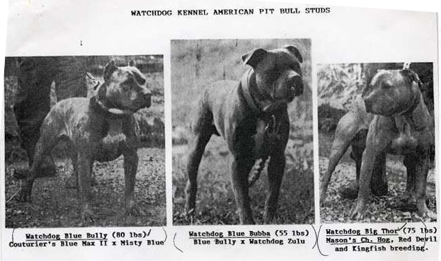 American pitbull terrier bloodline history