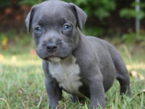 American Pitbull Terrier blue nose puppies for sale