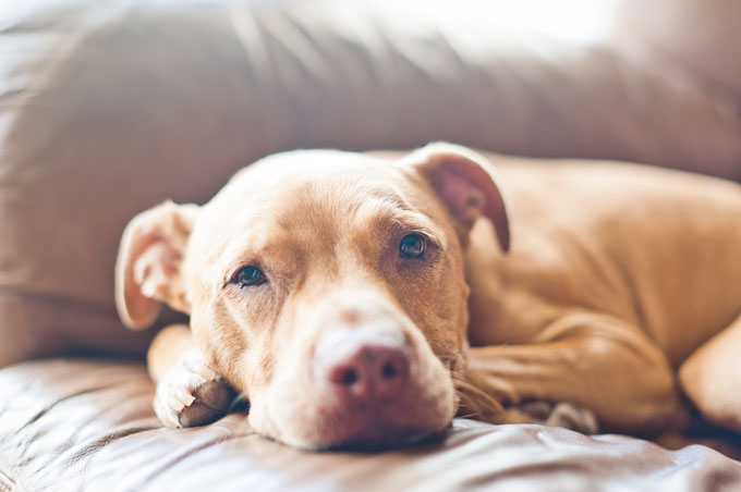 American pitbull terrier care sheet