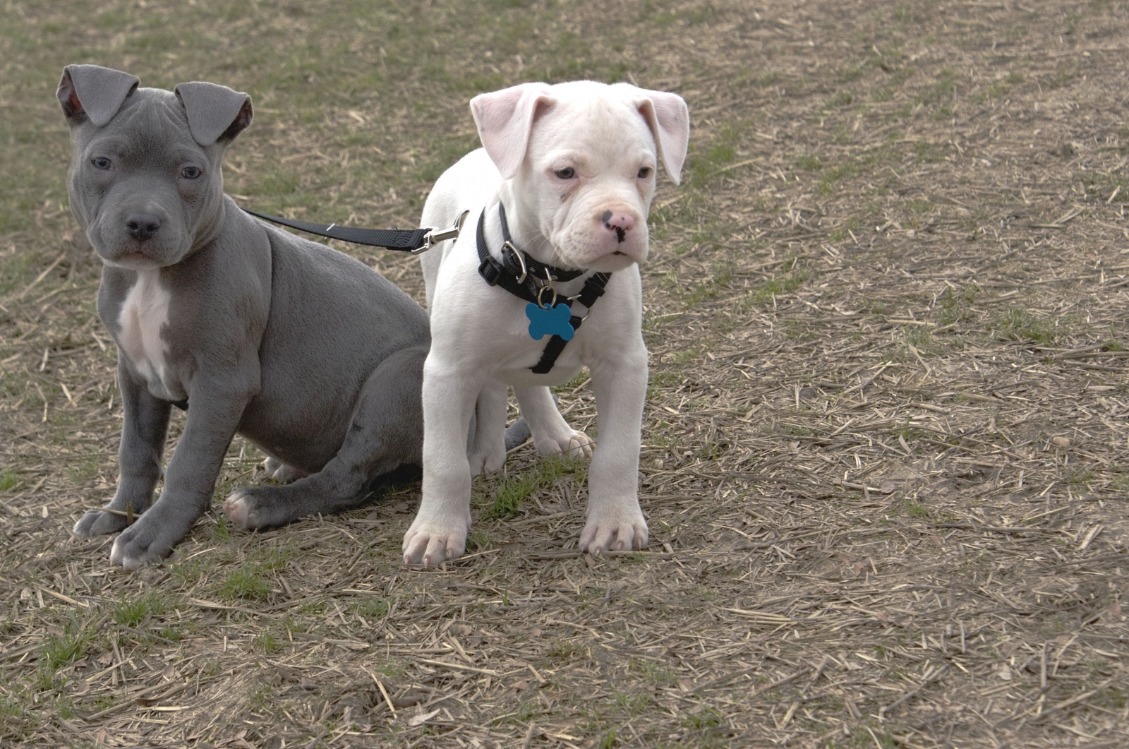 american-pitbull-terrier-puppy-care.jpg