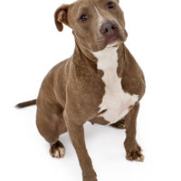 American Pitbull Terrier Names: Most Used Names, Inventing A Girl And A ...