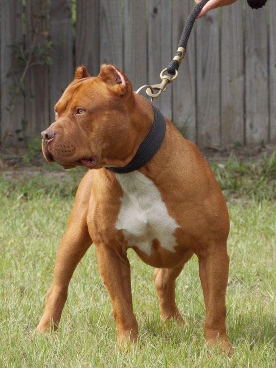 American pitbull terrier red nose caracteristicas