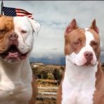 American pitbull terrier vs american bulldog