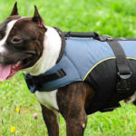 American pitbull terrier weight vest