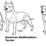 American staffordshire terrier vs pitbull difference