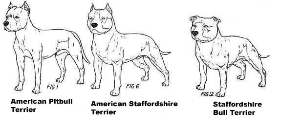 american pitbull terrier vs american staffordshire terrier