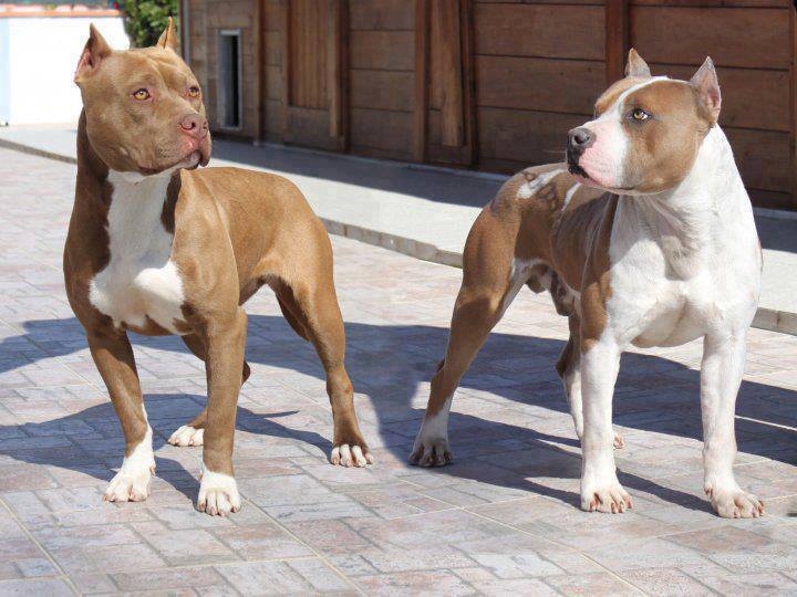 American staffordshire terrier vs pitbull