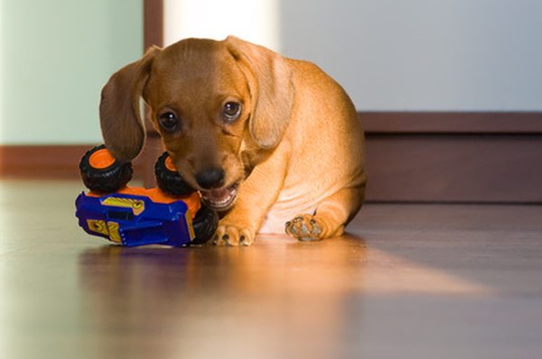 At what age do Dachshund puppies lose their baby teeth