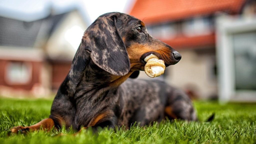 Average Weight Of A Male Miniature Dachshund