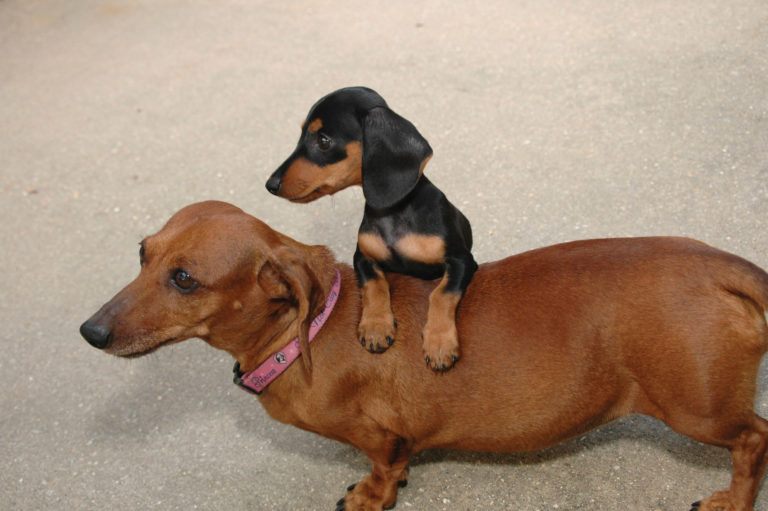 Average Weight For A Miniature Dachshund Size, Weight Chart And Obesity