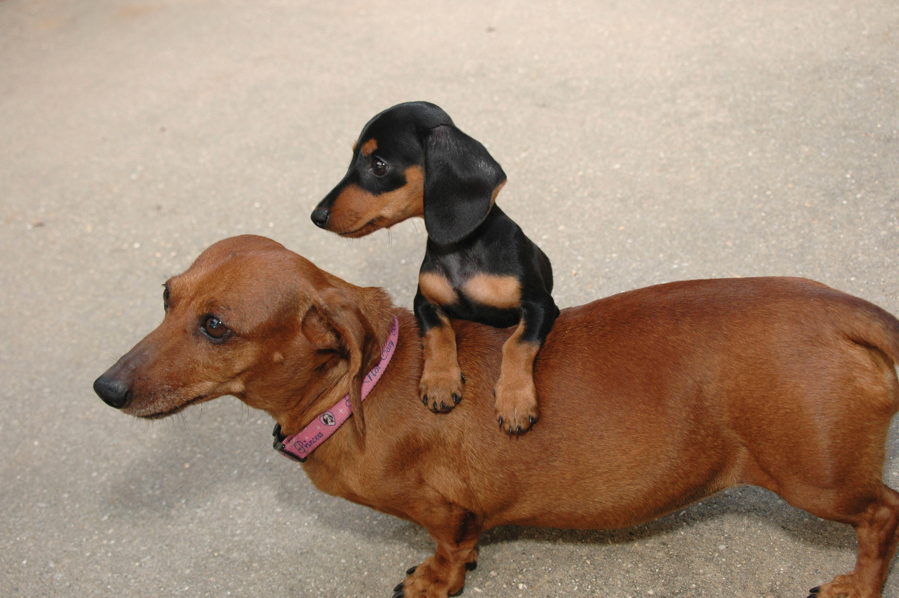 Average Weight Of Mini Dachshund 