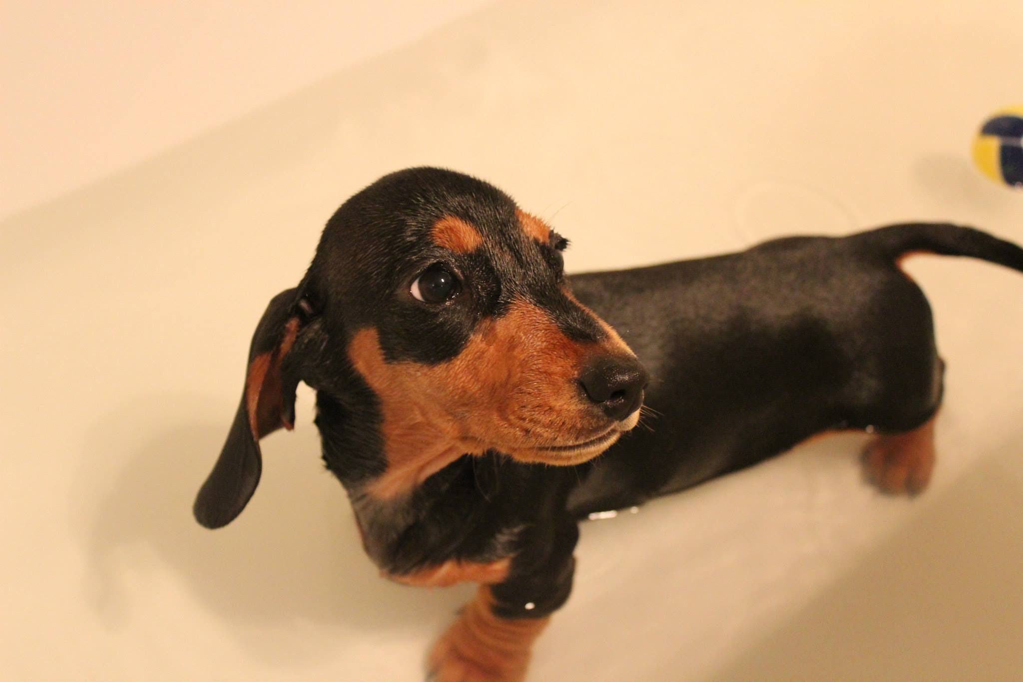 Bathing a Dachshund puppy