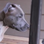 Blue nose american Pitbull Terrier