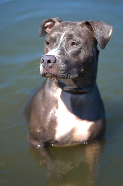 Blue nose american Pitbull Terrier breeders