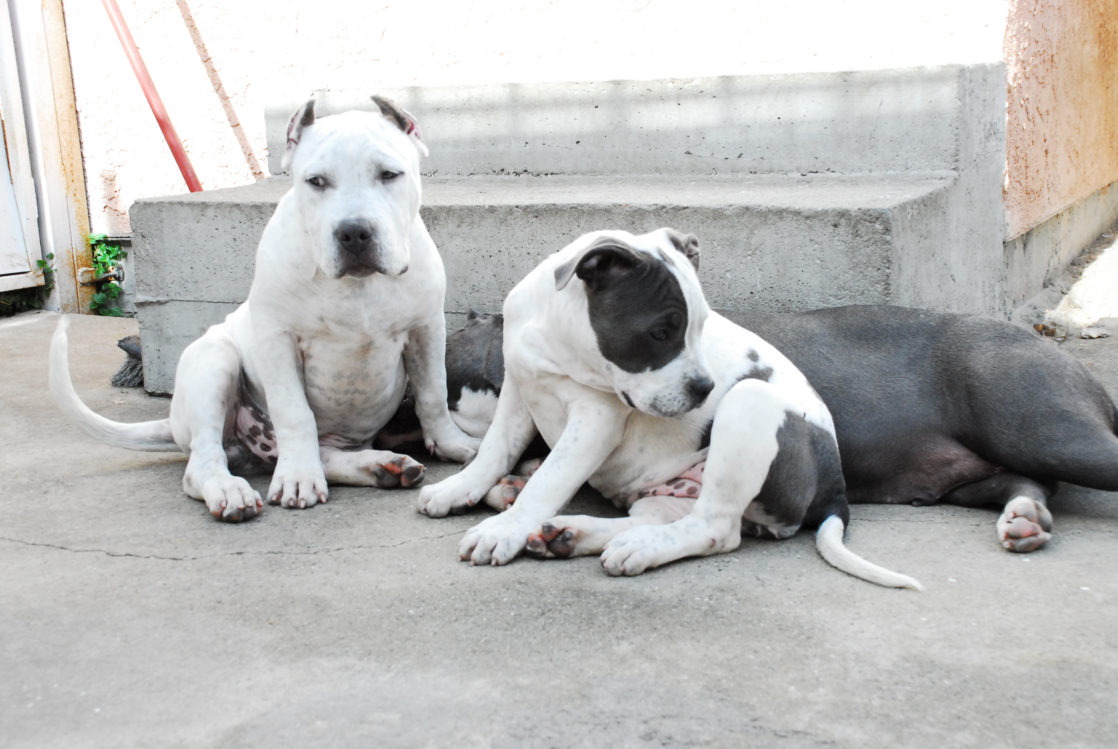 Blue nose american Pitbull Terrier puppies for sale