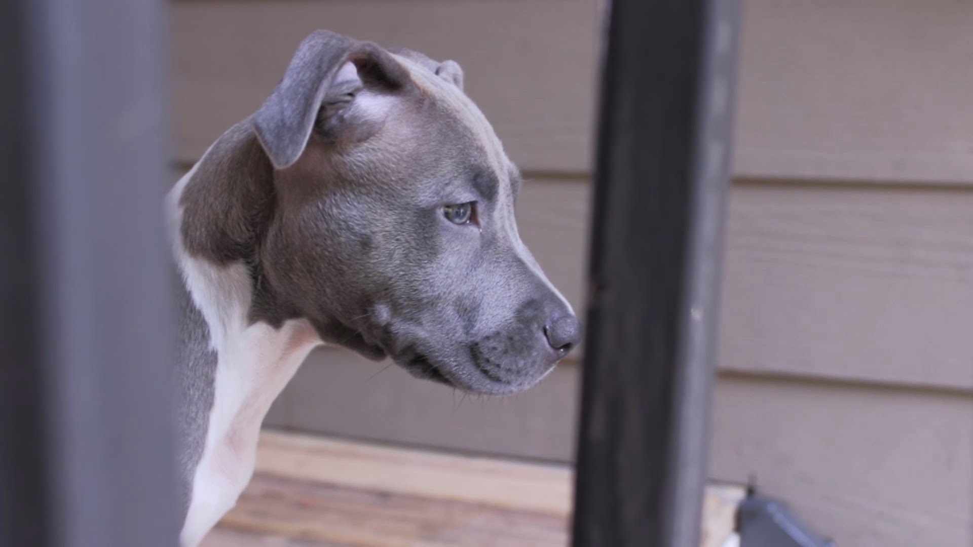 Blue nose american Pitbull Terrier