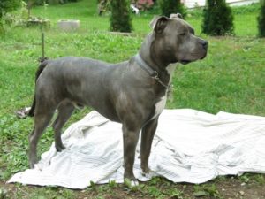 Blue nose brindle american Pitbull Terrier