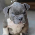 Blue nose Pitbull Terrier for sale