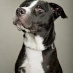 Boston terrier pitbull mix pictures