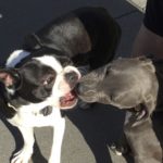 Boston terrier vs pitbull