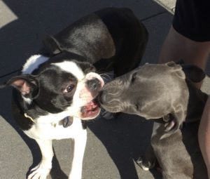 Boston Terrier Pitbull Mix: Size, Appearance, Temperament, Feeding And ...