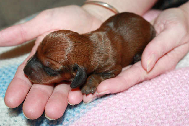 Care Dachshund puppies after birth
