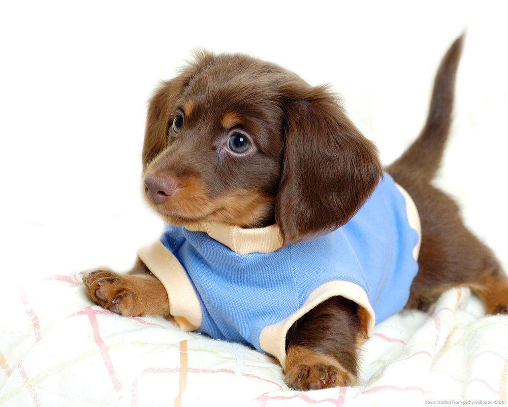 Caring for a Dachshund puppy