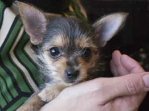 Chihuahua and yorkshire terrier cross