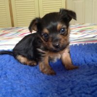 Chihuahua Cross Yorkshire Terrier: How Do They Look Like, Character And ...