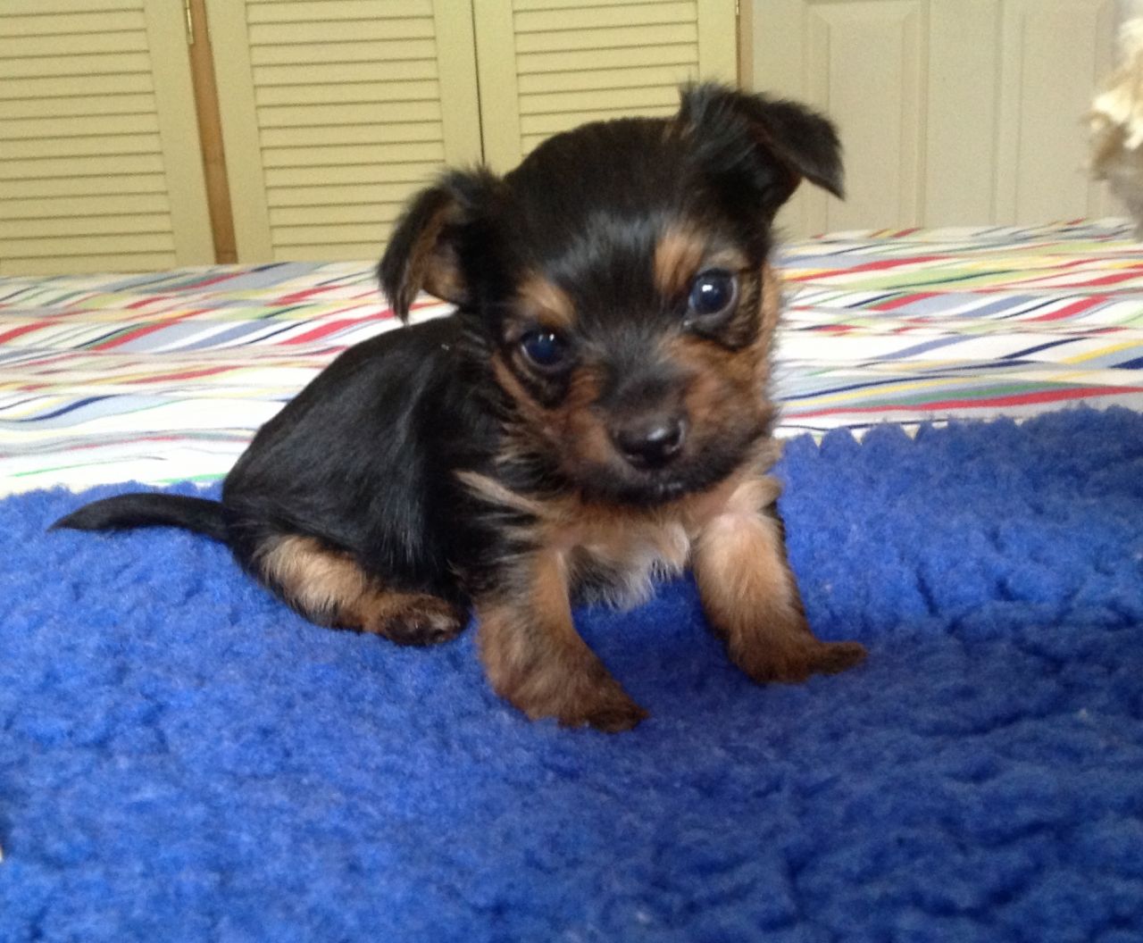Chihuahua cross yorkshire terrier puppies for sale