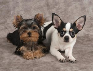 Chihuahua vs yorkshire terrier