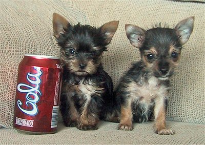 Chihuahua yorkshire terrier mix puppies