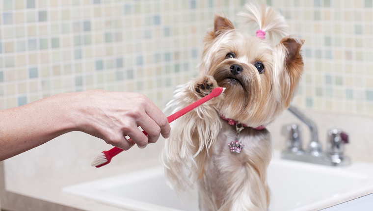 Cleaning yorkshire terrier teeth